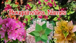 Bougainvillea Plant Names Part 1