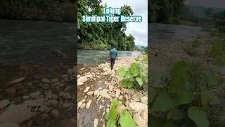 Similipal tiger reserve// Lulung // #viral #shorts #travel #mountains #similipalnationalpark