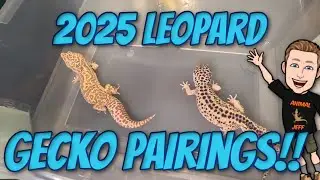 Leopard Gecko Pairings