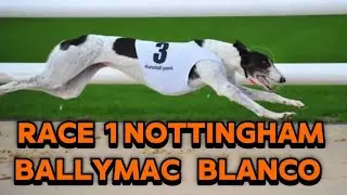 Nottingham Greyhound Race | Betting on Dog Race  2025 | How to earn money on Racing 2025