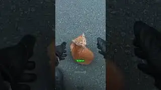 Mann rettet kleine Katze auf der Stra&szlig;e ❤️