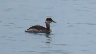 Riđogrli gnjurac - Red-necked grebe - Podiceps grisegena