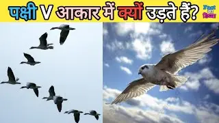 @Factkadibba #birdsfacts Why do birds fly in a V shape? | Birds Flying in V Shape Mystery