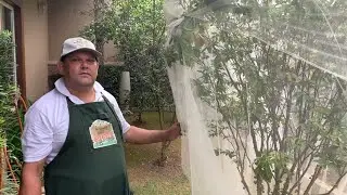 Jabuticaba - Segredo Para Proteger Suas Frutas
