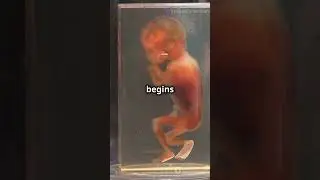 When Does Human Life Begin? Science &the Abortion Debate #pencis #americanscientists #researchawards