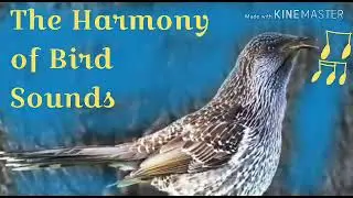 The Harmony of Bird Sounds - Satin Bowerbird (Ptilonorynchus violaceus)