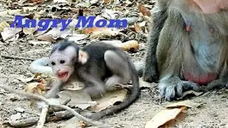 Poor baby Newborn monkey Toni, Toni top cry angry mom Tara let him stay with grandma monkey