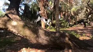 Margo Tree Climber