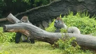 You're too close. (2) #gorilla