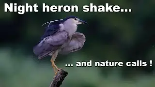 Night heron shake... and nature calls !