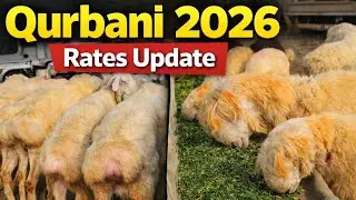 Qurbani 2026 Rates Update | Bakra, Dumba & Sheep Prices in sheikhupura mandi Pakistan | Mandi Update