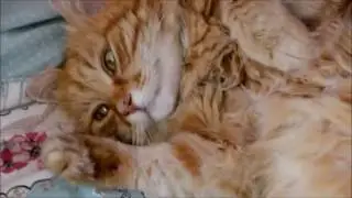 FURminator DeShedding Tool Demo - Christie's Lifestyle