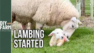TOUGH START TO LAMBING! - All outdoors this year 🌧💨❄️