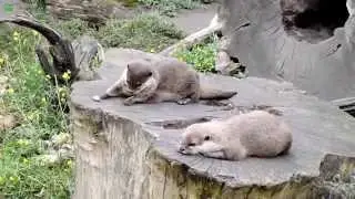 Кот - сантехник и другие.
