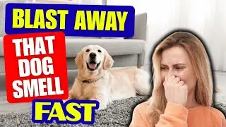 ✨ 6 Genius Hacks to ELIMINATE Dog Smell From Your Home FAST!