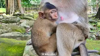Recently Clip. the child monkey is struggle to request mom to feed them by fresh milk | MONKEY-10K