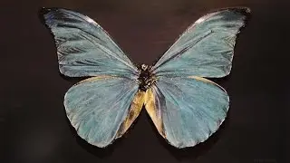 PAINTING A MORPHO BUTTERFLY - JESSE WAUGH ART VLOG