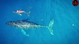 Mariana Trench/ In Pursuit of the Abyss fहदीwants to go back inside TheMariana Trench