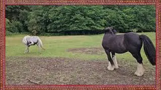 Pascui Calul Pe Razoare - Beautiful European Horses & Ancient Balkan Music