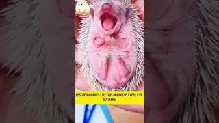 Kindness changed this porcupine&rsquo;s life 🦔