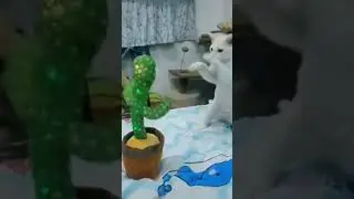 Кот боксер отрабатывает удары