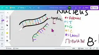 Transcription/Translation Review Video