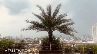 JEDI TREE / RELAXING VIDEO / MOTIVATIONAL and FUN QUOTES / STRESS RELIEF 