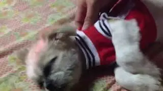 Dog Head & Face Massage