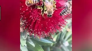 Bees 🐝 hard at work ❤️#bees #beeshorts #beeslife