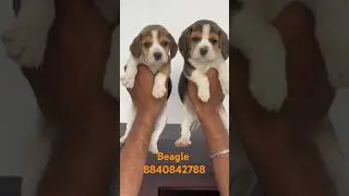 Show quality Beagle puppies available in Lucknow Pet Shop