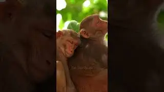 I am too tired 😴🥱😅#wildlifephotography#monkey#sleepingmonkey#shorts#8k#wildlife#cute#baby#mother