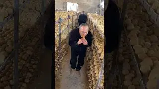 Fake eggs are now being made in poultry farms in China #shorts