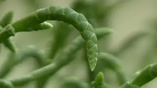 من الصحراء إلى المائدة.. نبتة ساليكورنيا نموذج 