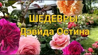 11 Лучших Роз Дэвида Остина 🌹 | Английские сорта роз | Розы David Austin (Англия)