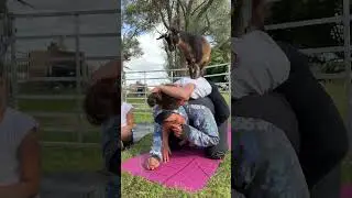 Kids G.O.A.T. Yoga - #Sacramento May 20th @10am  #GoatYoga #shorts
