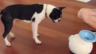iFetch Automatic Ball Launcher   Product Demo