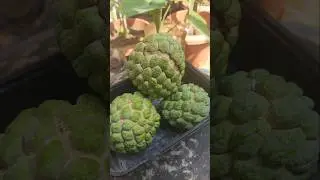 sitaphal|| #sitaphal #viral #fruit #youtubeshorts #homeplanting homeplant