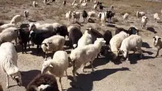 Беее