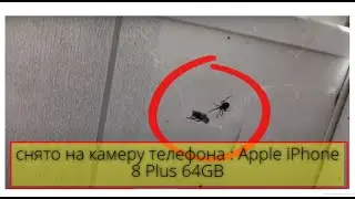 Муха попалась! Паук очень рад.