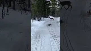 🛷#27 SNOWMOBILING 2023 #skidoo #thatskidoofeeling #snowmobile #maine