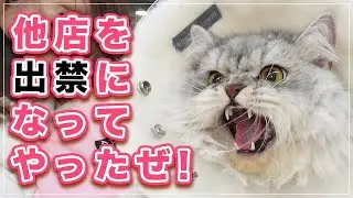 【モップちゃん】フハハハ、他店を出禁になってやったぜ！怖いだろ！！【スコティッシュフォールド】