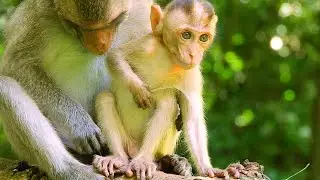 Poor Baby Monkey Elpida Too Hungry But Monkey Alberto Too Smart...
