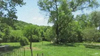 Beautiful Day In The Backyard. Soothing Wind Sounds!