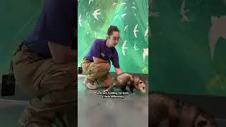 Meet Max - An Animal Ambassador in Life