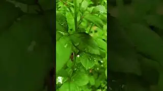 #nature🌹#monsoon #shorts #Suman Mahato11