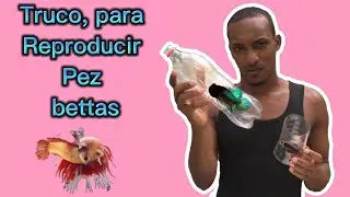 Como hacer el separador de hembras @platinobettasrdyalgomas8061