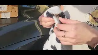 Tricolored Bat rescued from being stranded in a city.