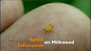 Заражение молочая тлей