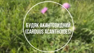 Будяк акантовидний, чортополох - (лат. Carduus acanthoides)