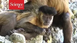 Female capuchin monkey caught using tools to pick her nose
